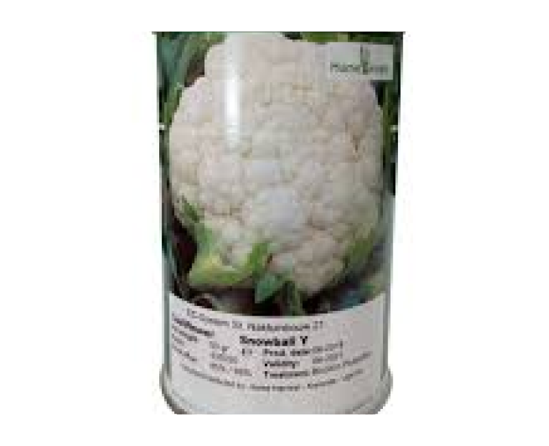 Snowball cauliflower